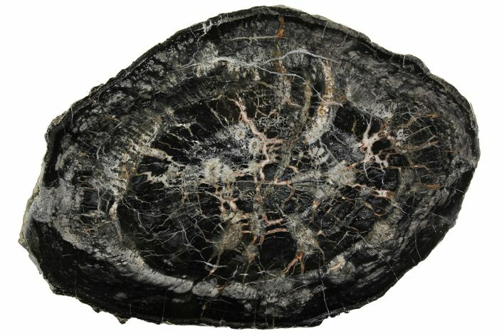 Rare, Polished Petrified Wood (Ginkgo) Round - Arizona #144660